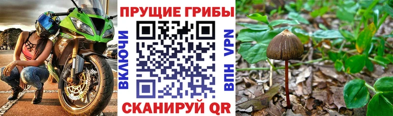 Галлюциногенные грибы Magic Shrooms  купить   кракен   Чухлома 